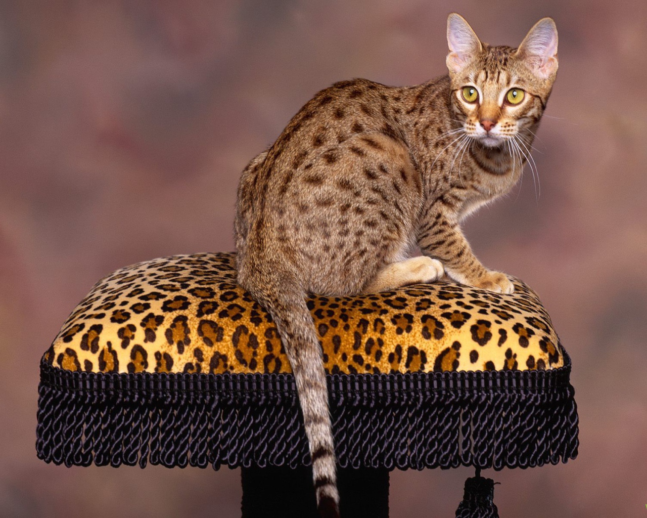 Бенгальский кот позирует