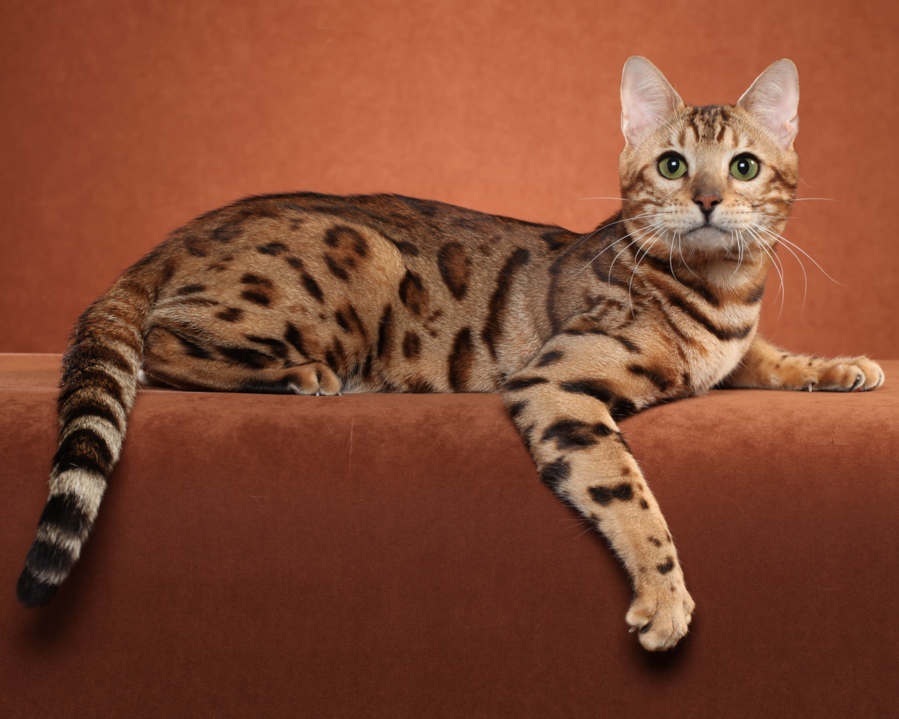 Бенгальский кот позирует на коричневом фоне