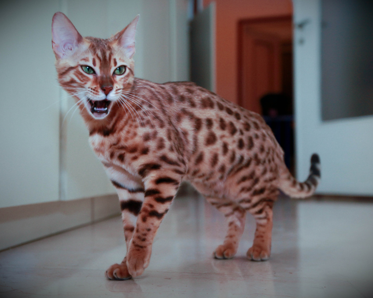 Бенгальский кот говорит мяу
