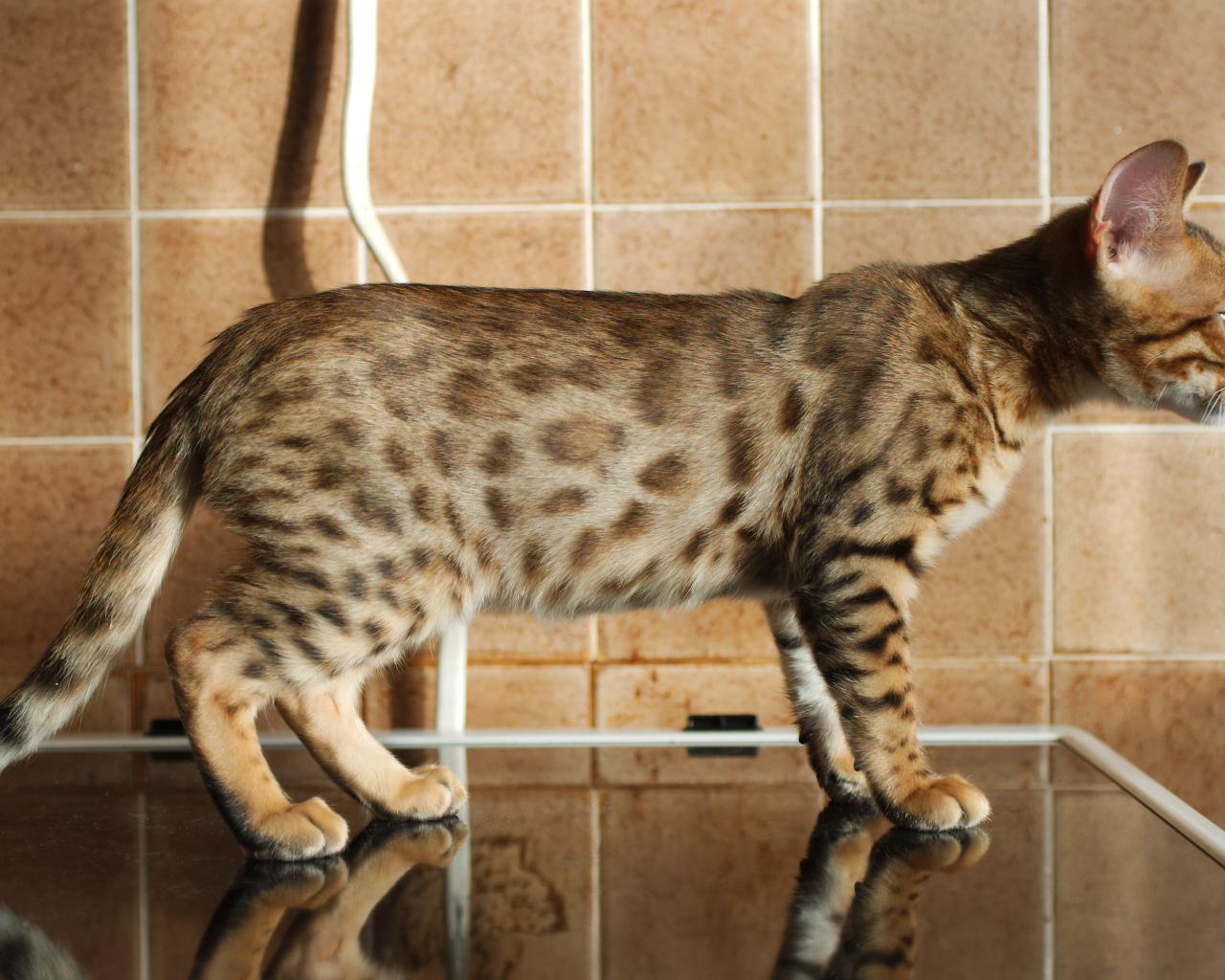 Бенгальский кот задумался