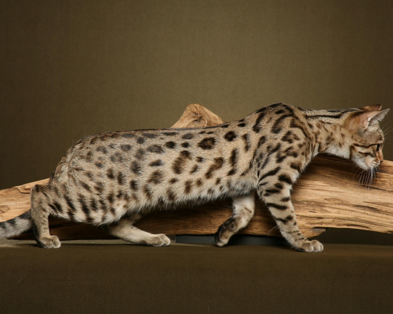 Бенгальский кот к чему-то крадётся