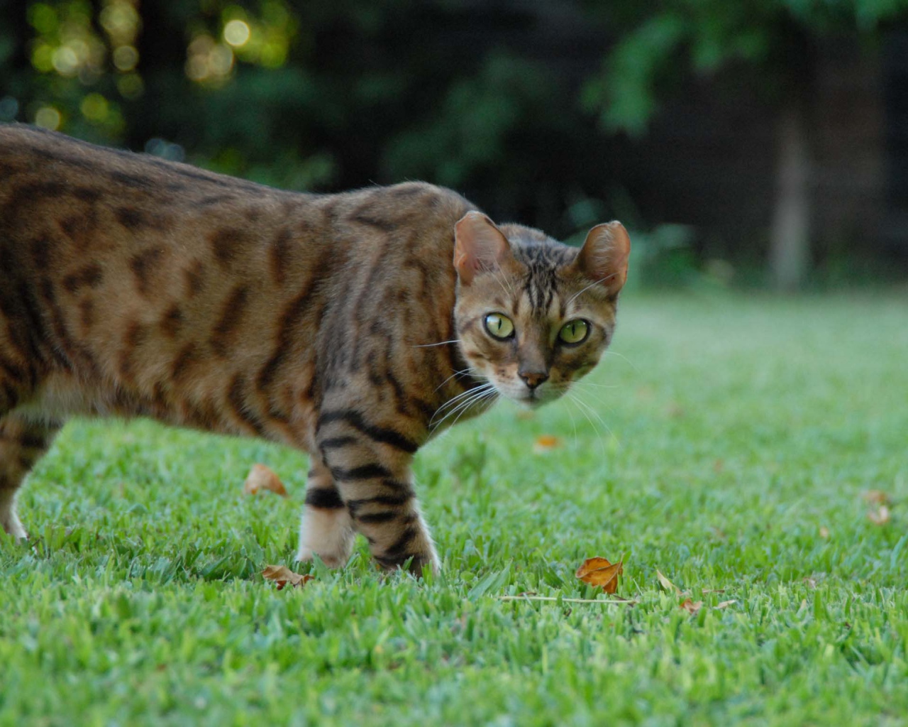 Бенгальский кот с диким взглядом