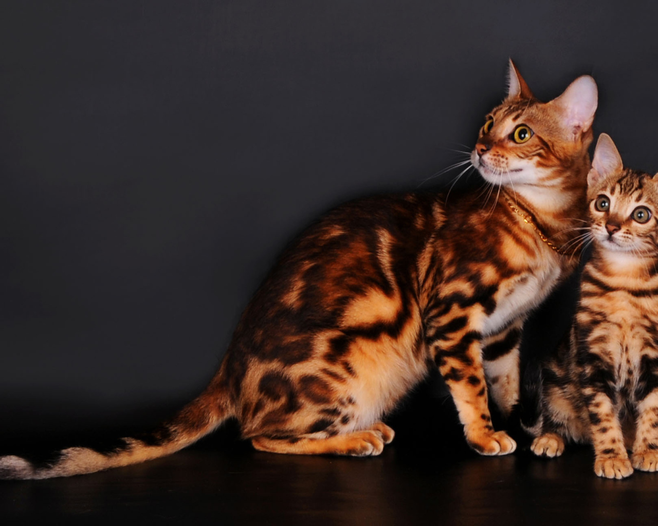 Бенгальские коты на сером фоне
