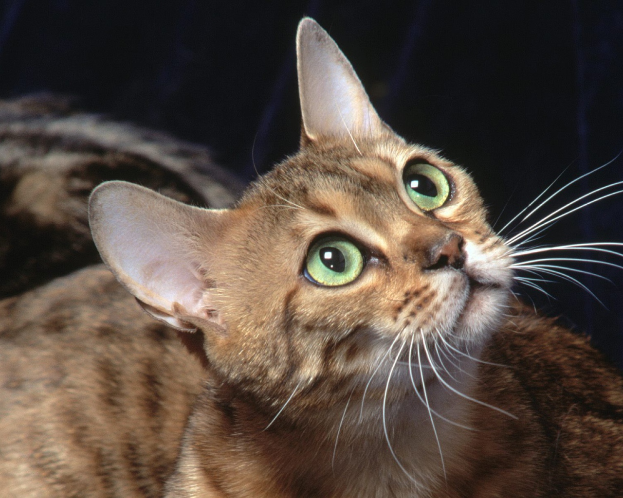 Бенгальский зеленоглазый кот что-то увидел