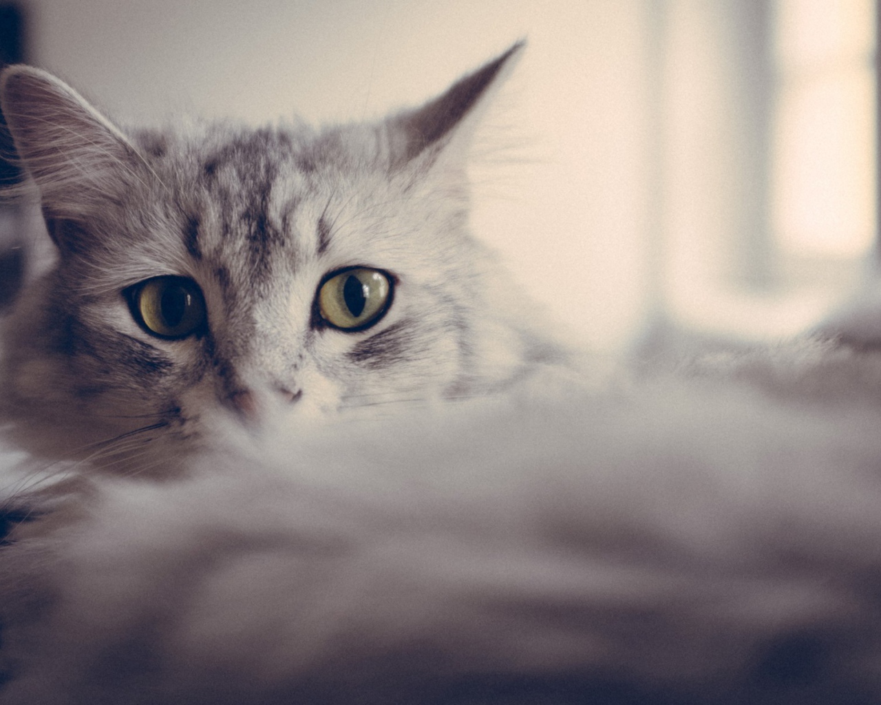 Большие глаза серого кота