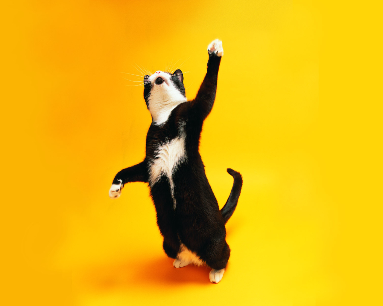 Чёрно-белый кот танцует