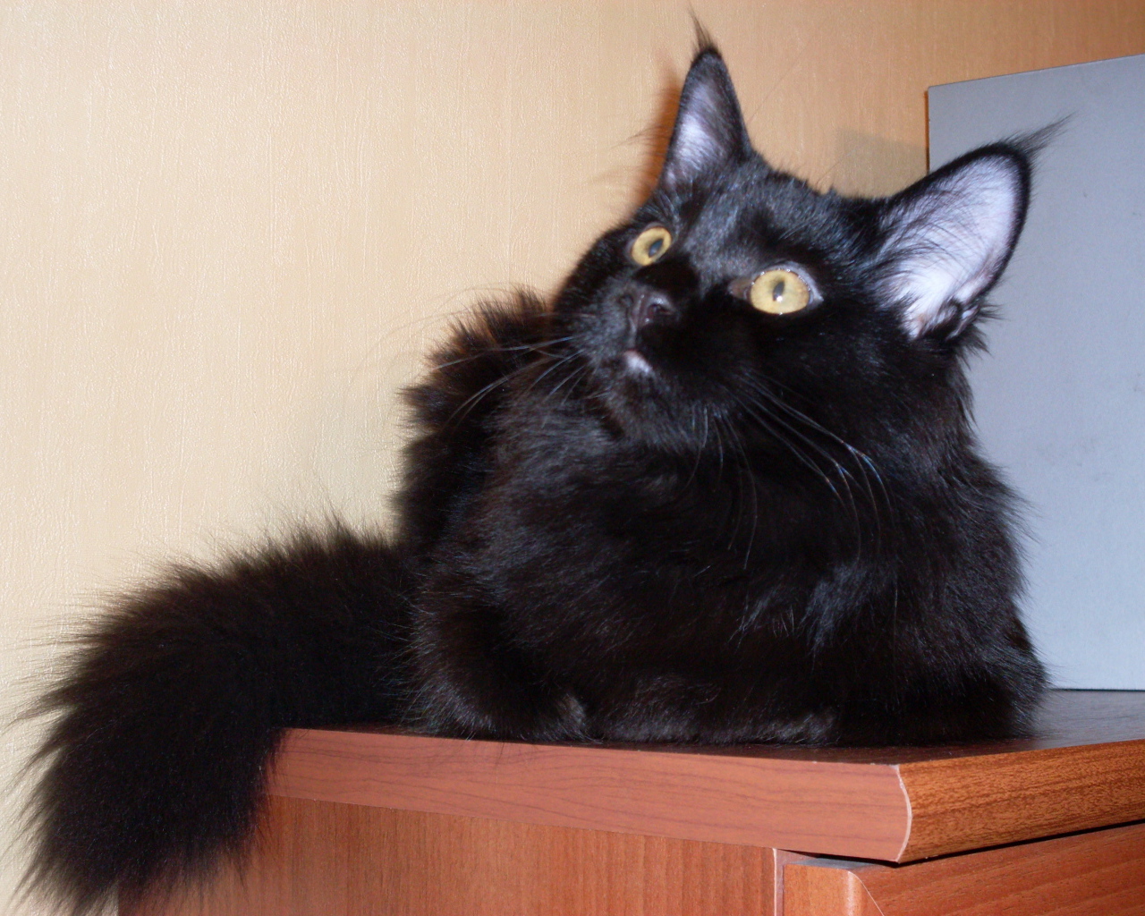 Чёрный кот мейн-кун кого-то увидел