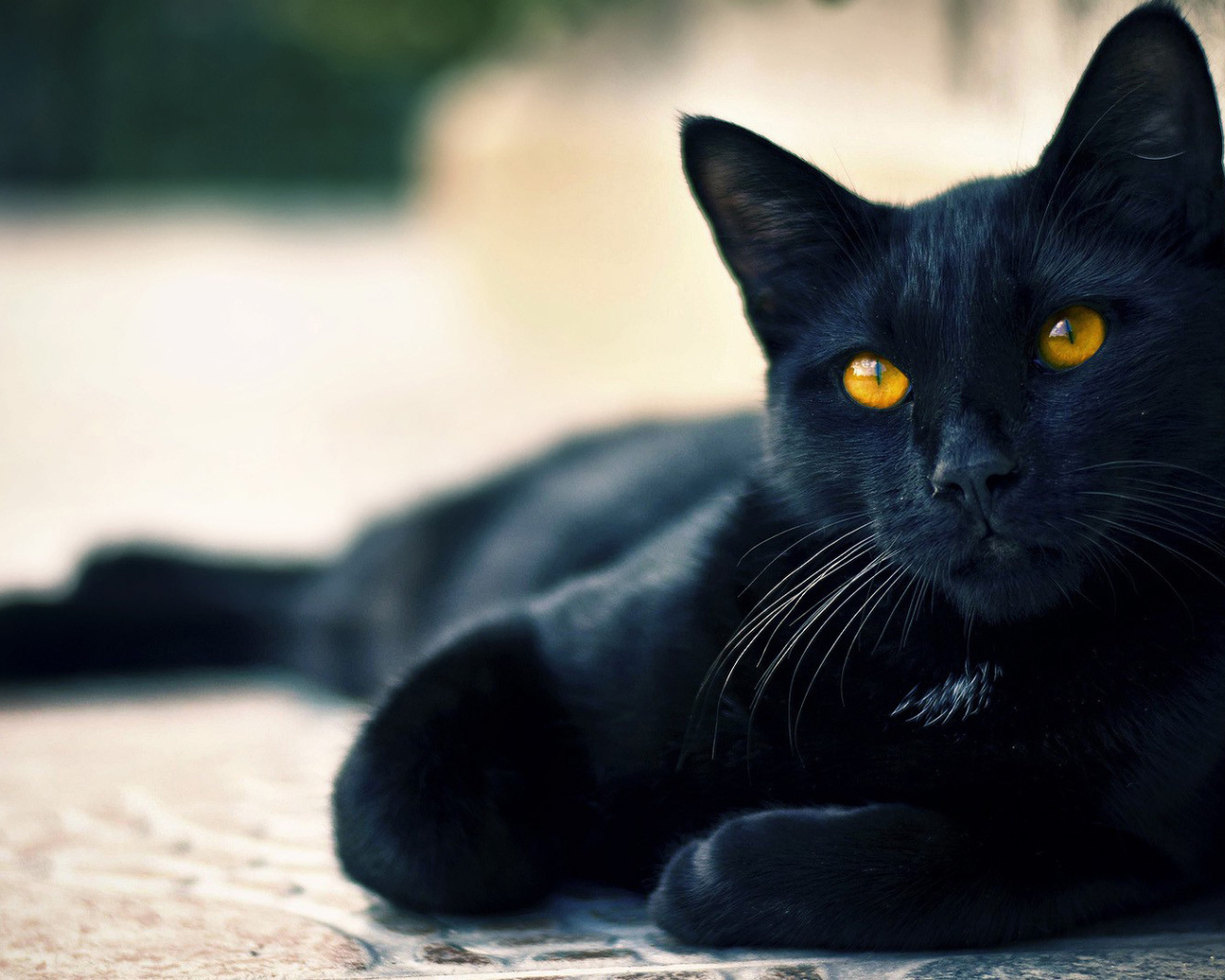 Черный кот пантера