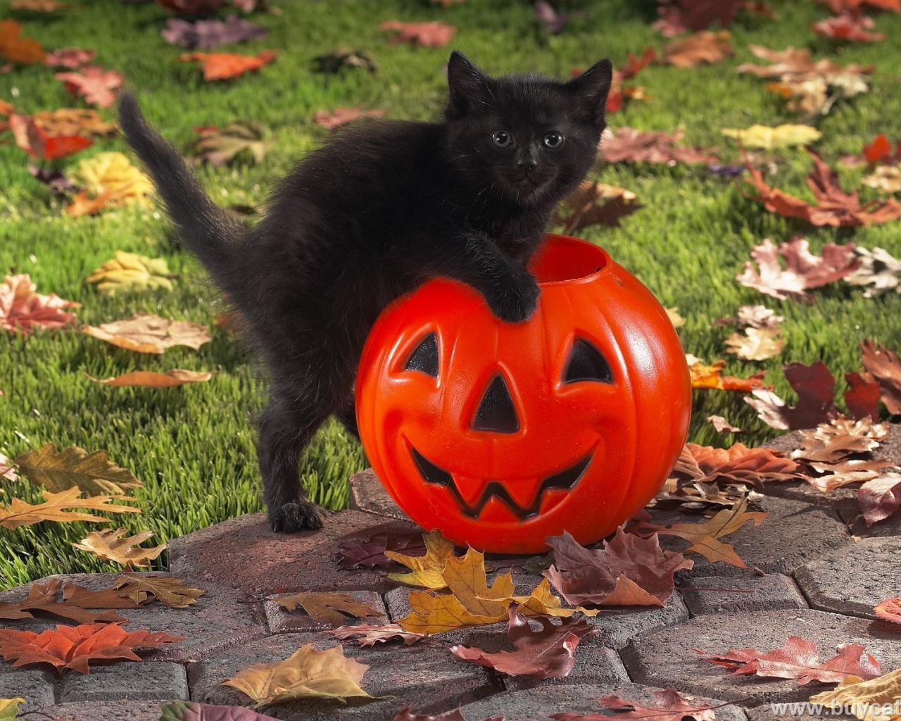 Чёрный кот празднует хэллоуин