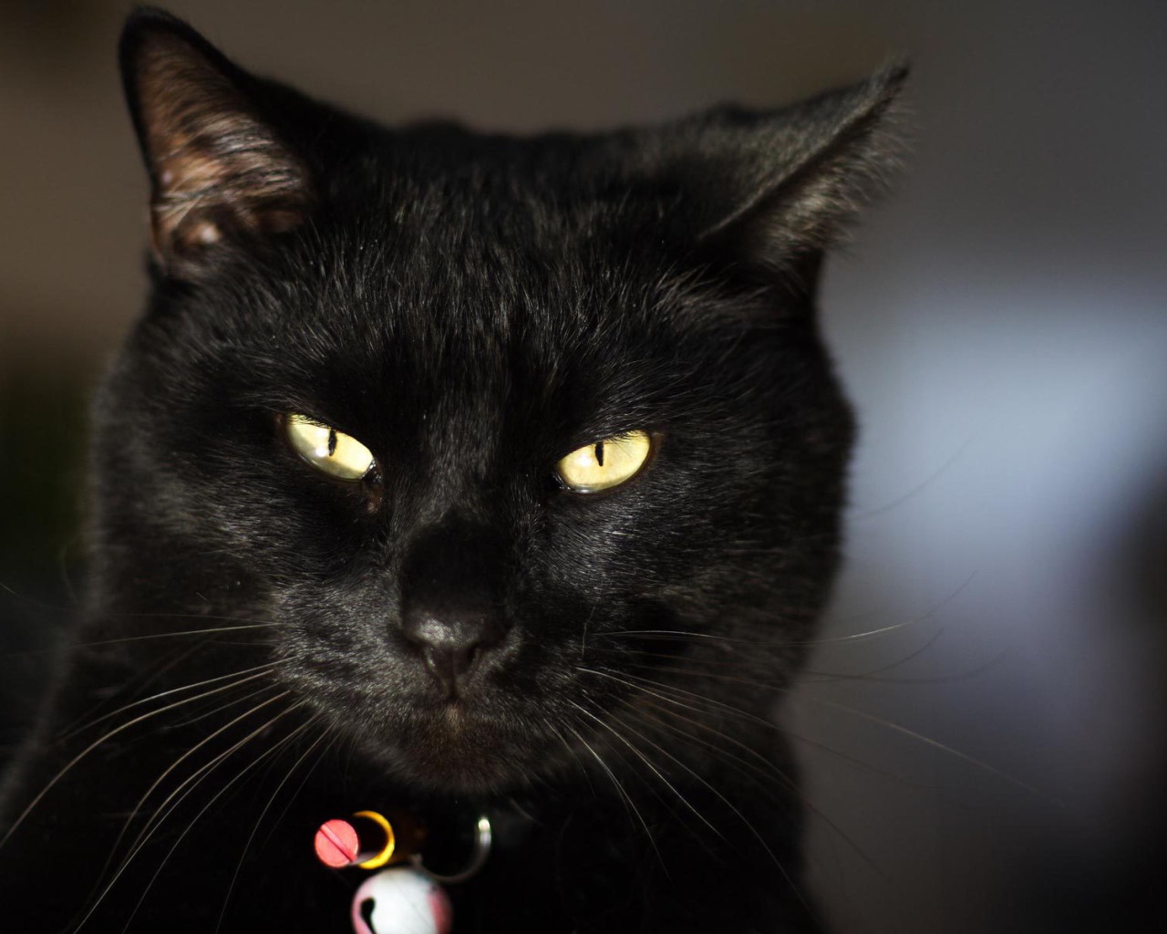 Чёрный кот чем-то недоволен