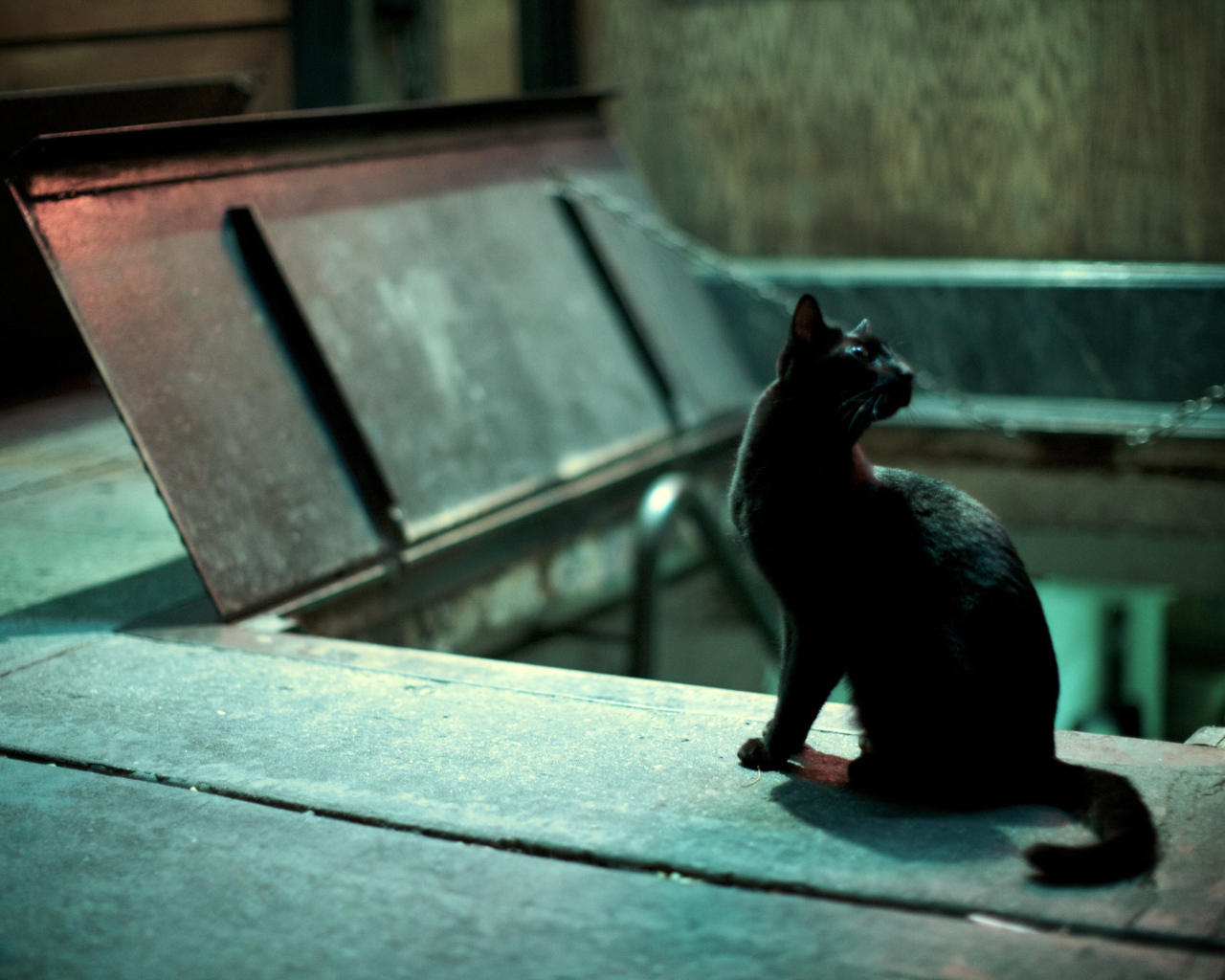 Чёрный кот кого-то увидел