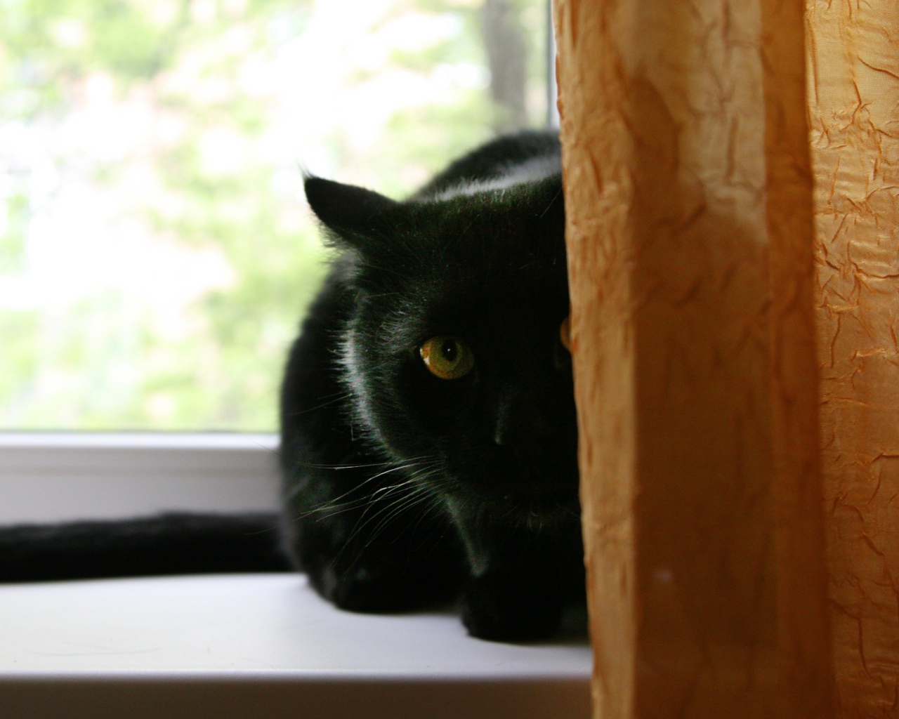 Чёрный кот думает, что его не видно