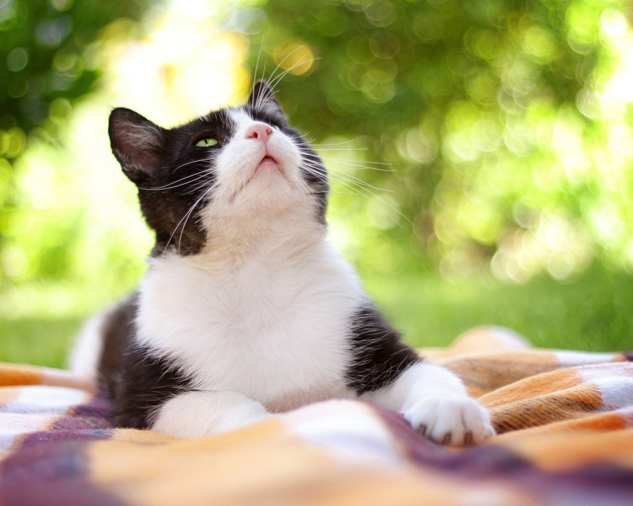 Чёрно-белый кот на природе