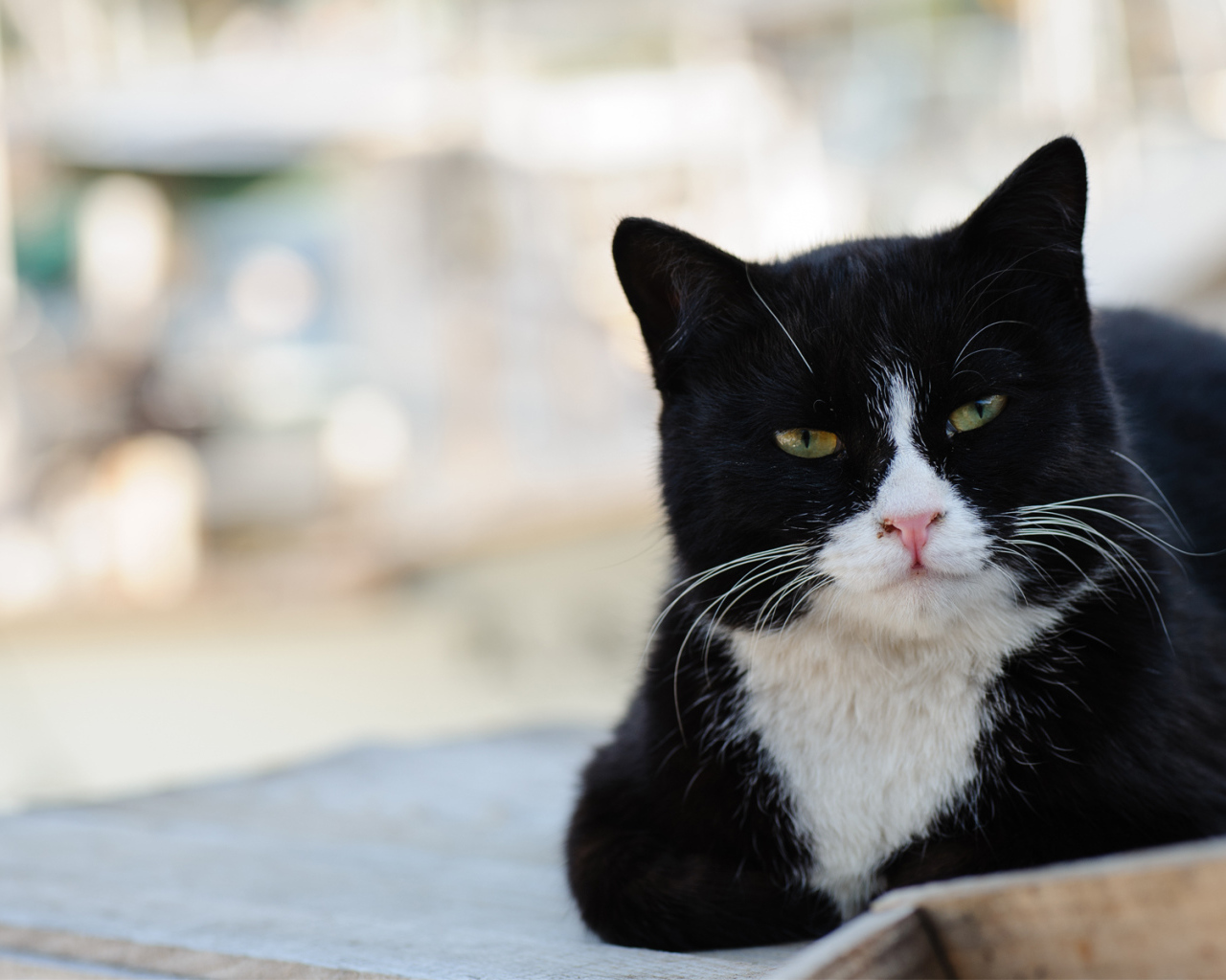 Черно-белый кот с зелёными глазами