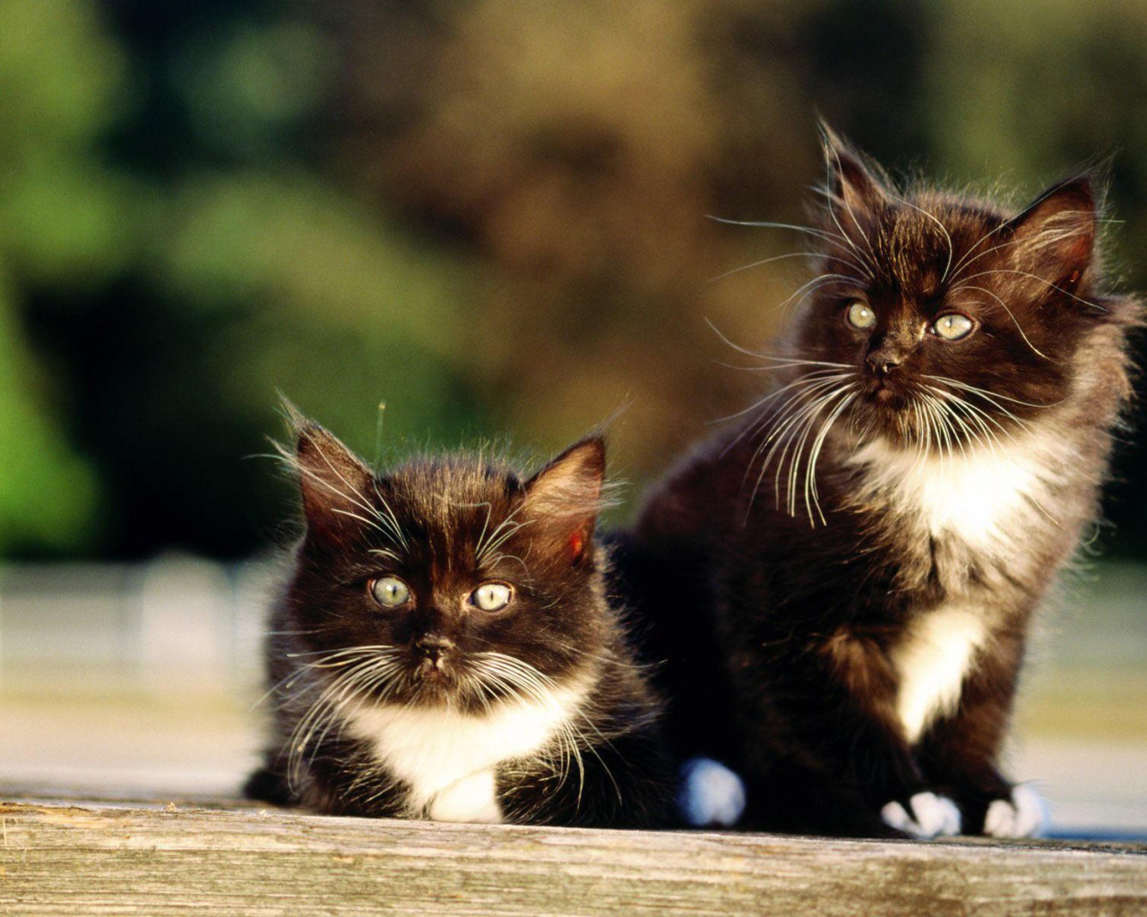 Чёрно-белые пушистые братья коты