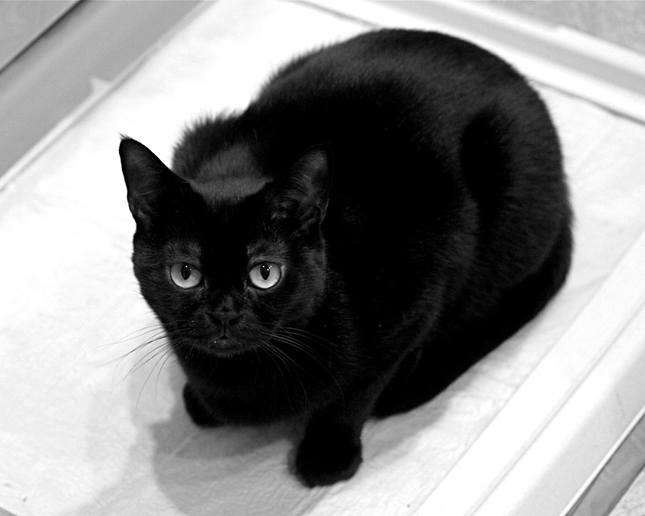 Чёрный кот смотрит на фотографа