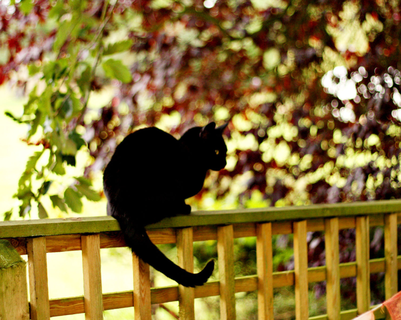 Чёрный кот на заборе