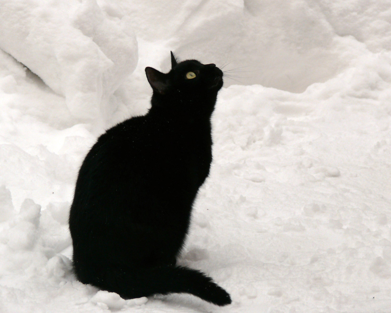 Чёрный кот на снегу смотрит вверх