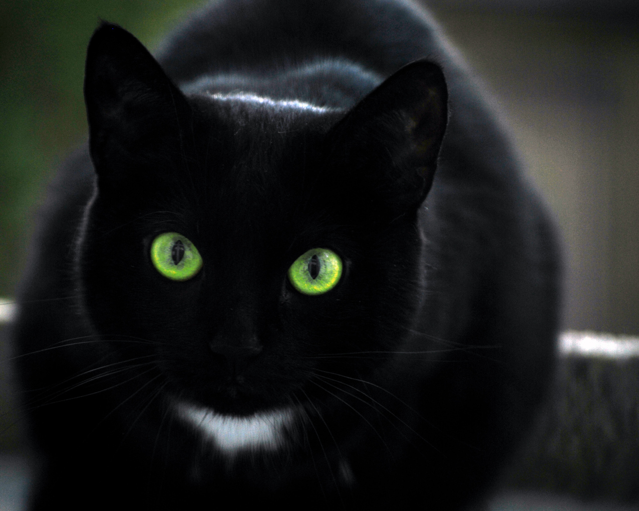 Чёрный кот с зелёными глазами и белым пятном