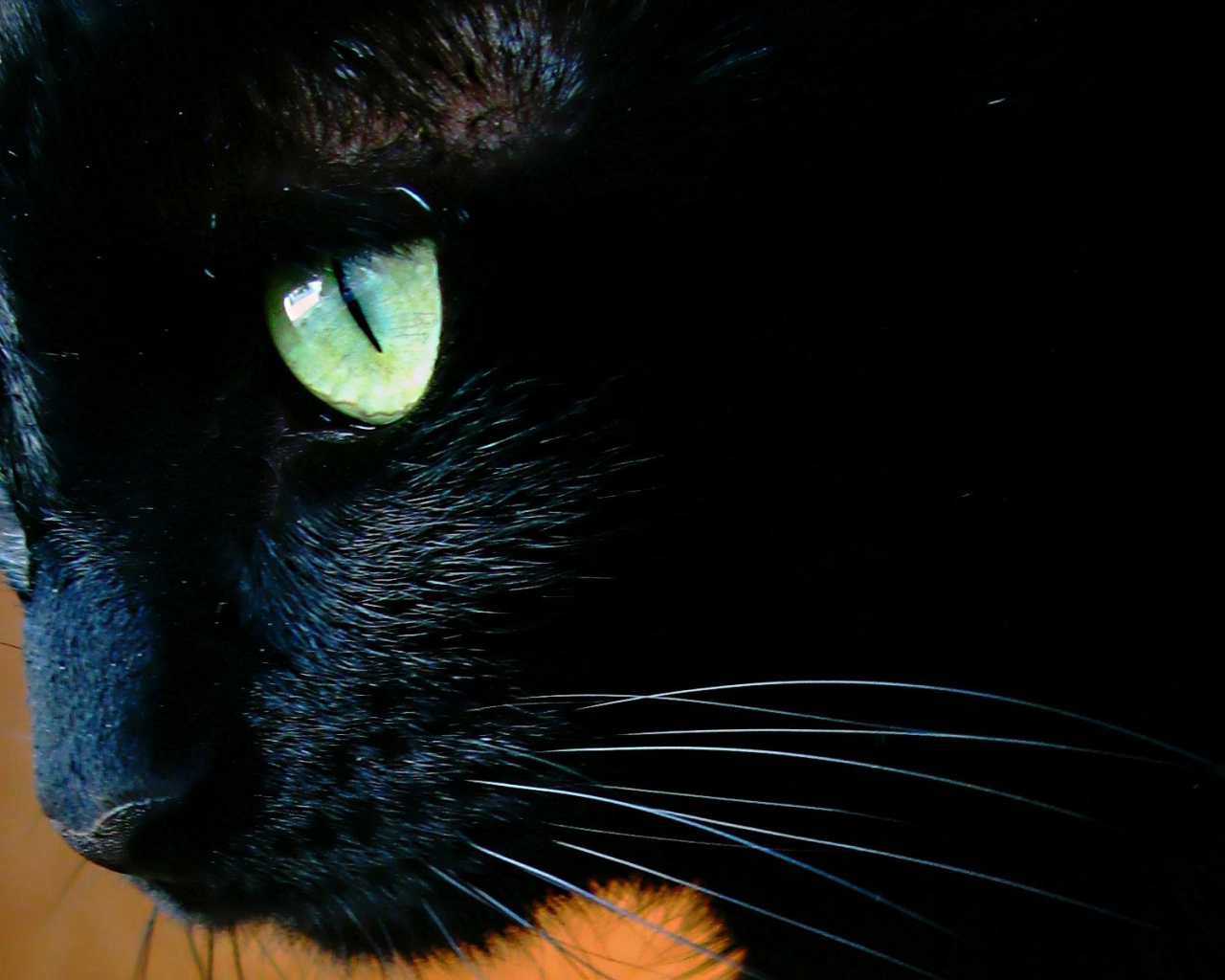 Чёрный кот с зелёными глазами крупным планом