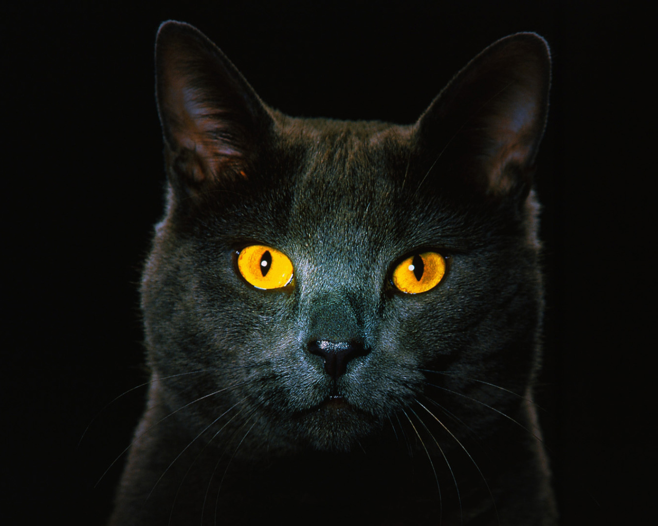 Чёрный кот с рыжими глазами
