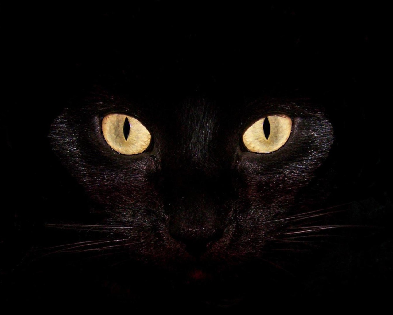 Black cat with yellow eyes on black background