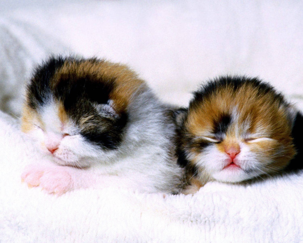 Слепые котята