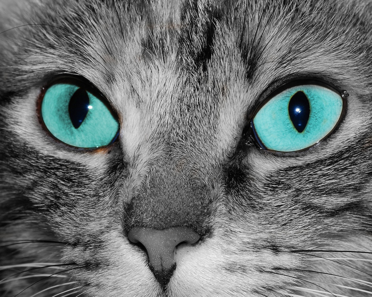 Голубоглазый кот