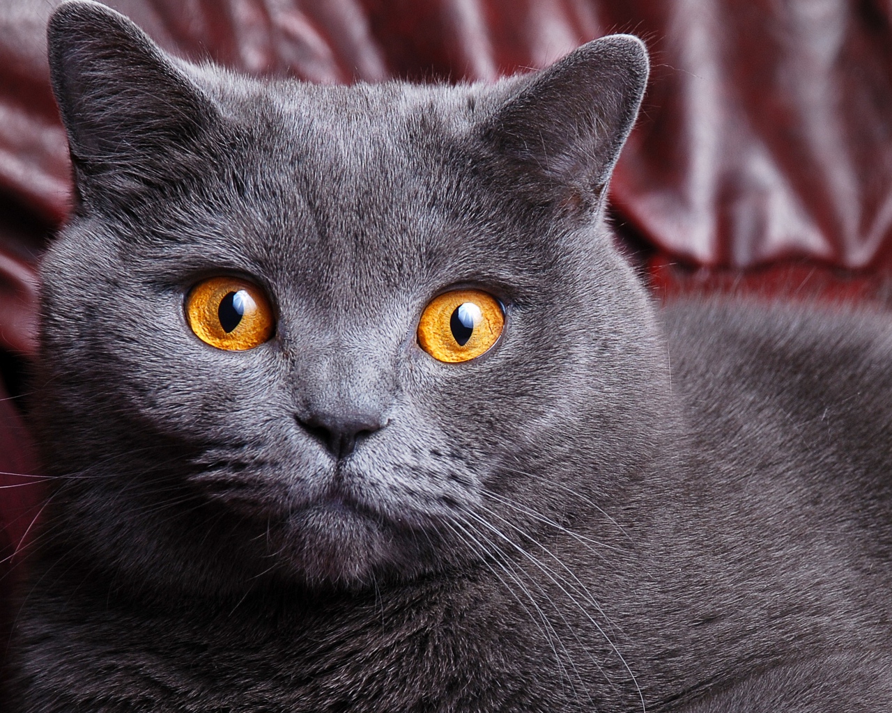 British Shorthair cat