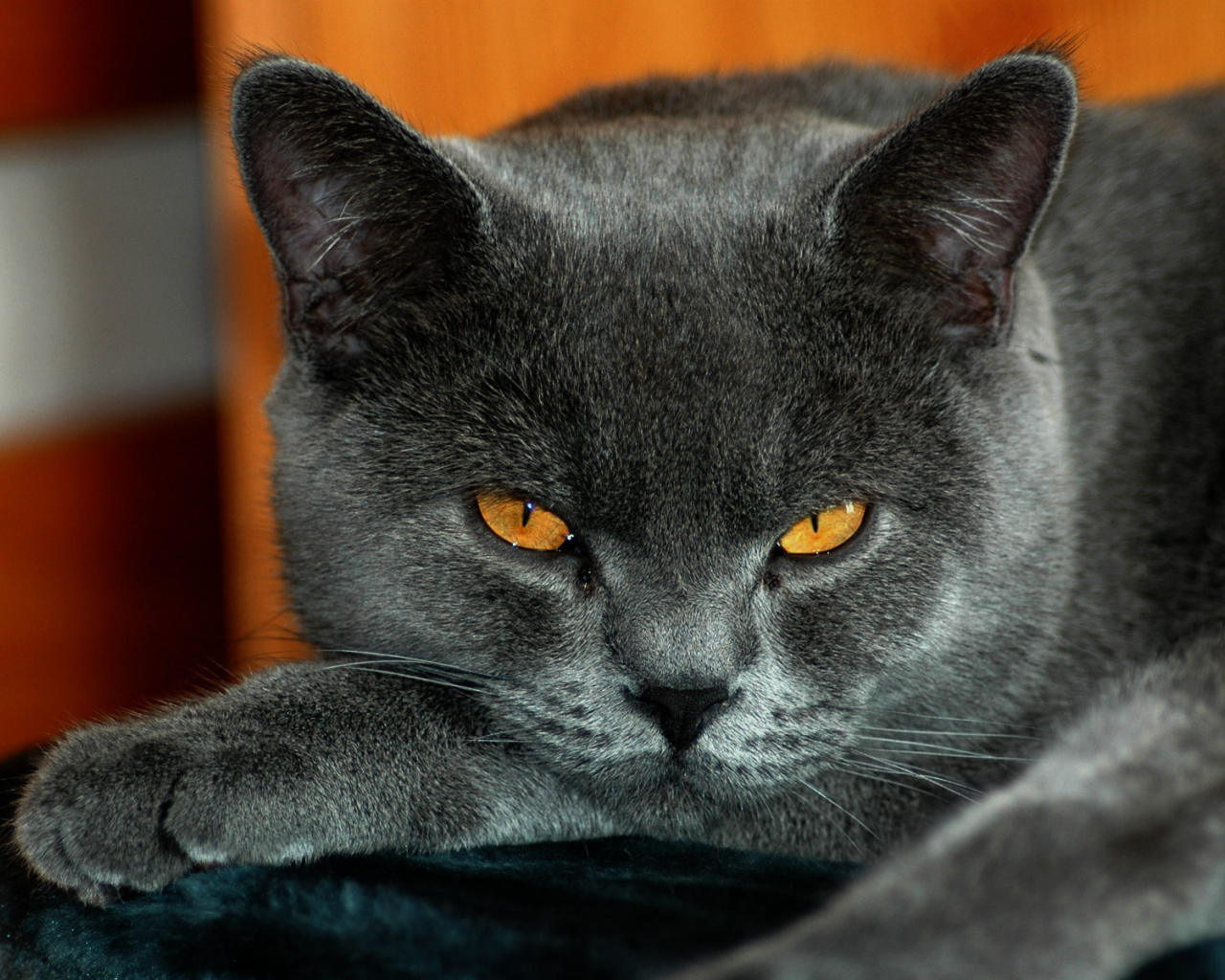 Спокойный британскй кот