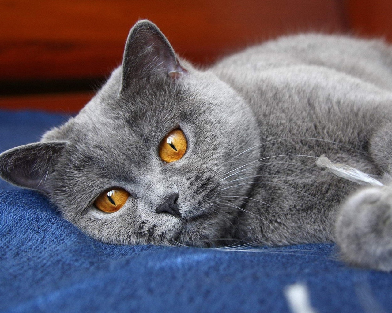 Британский кот скучает