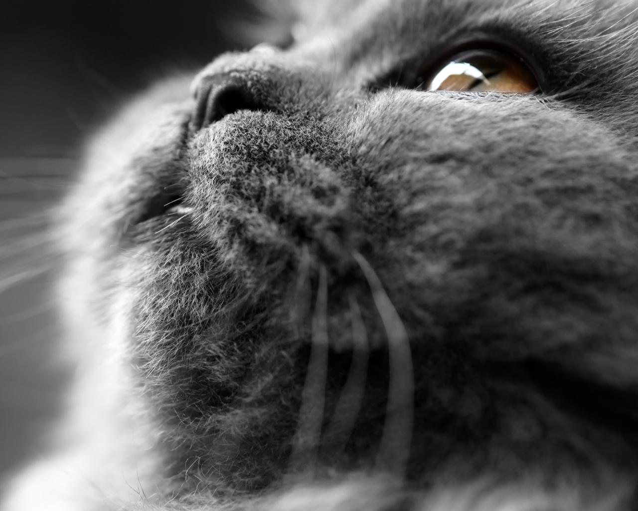 Британский кот крупным планом