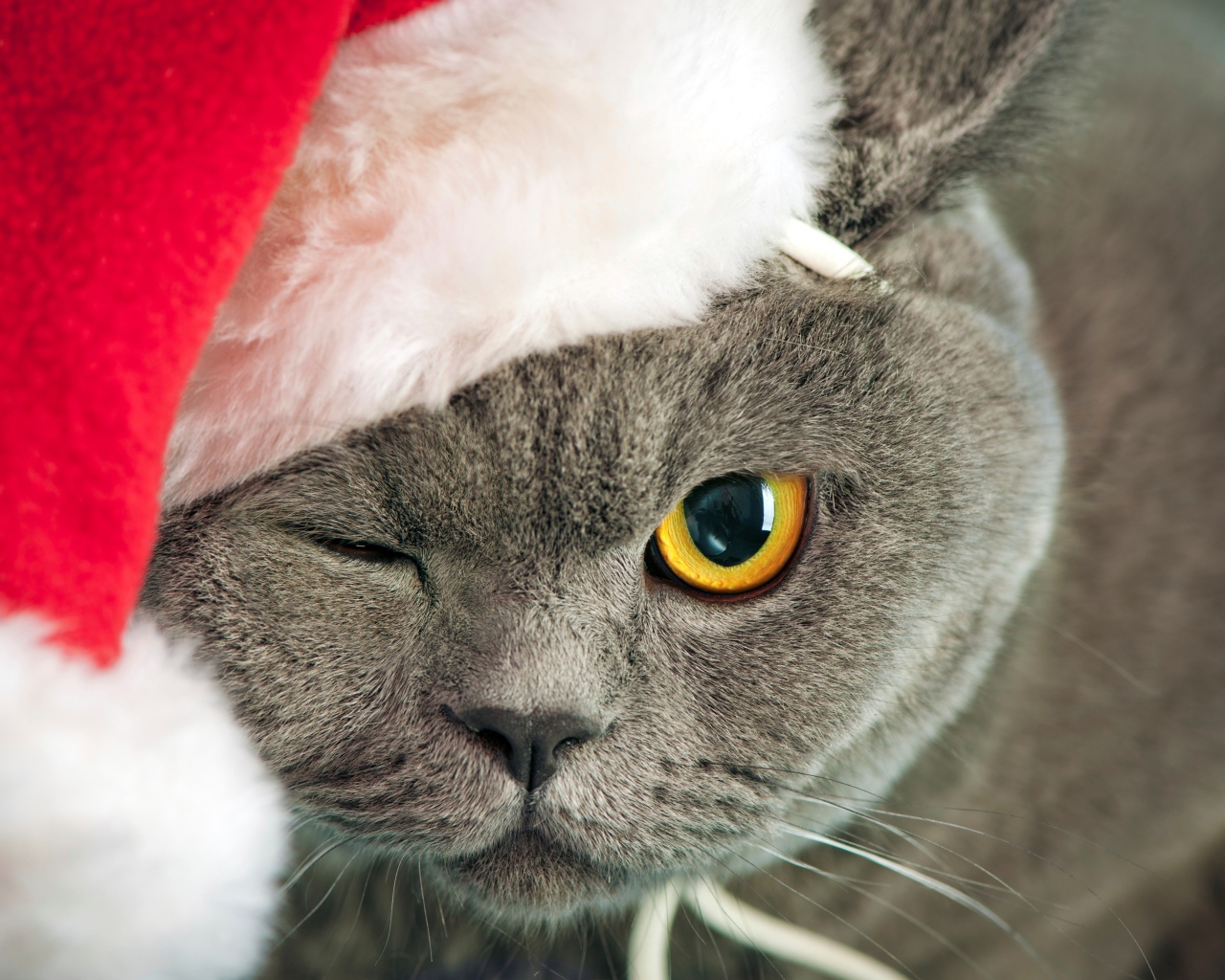 Британский кот в новогодней шапке подмигнул