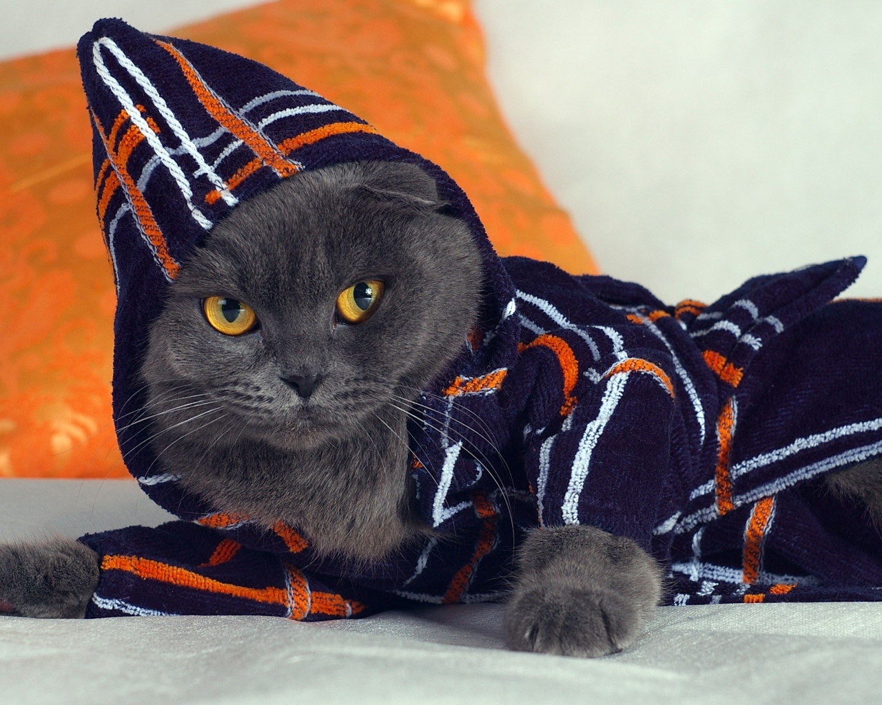 Британский кот в наряде