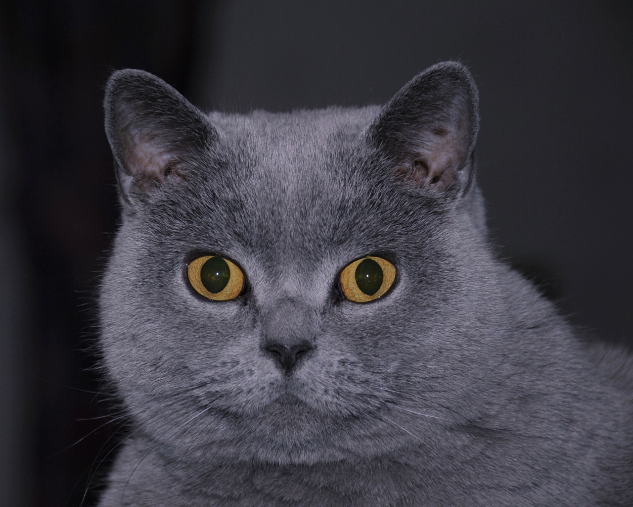Британский кот смотрит в кадр