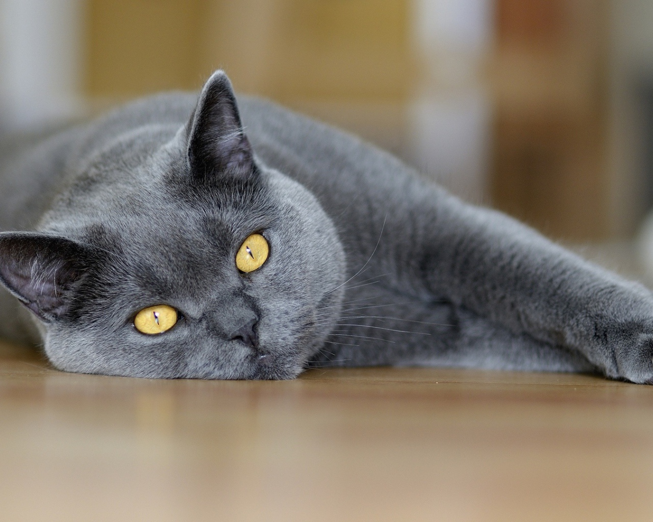 Британский кот лежит на полу