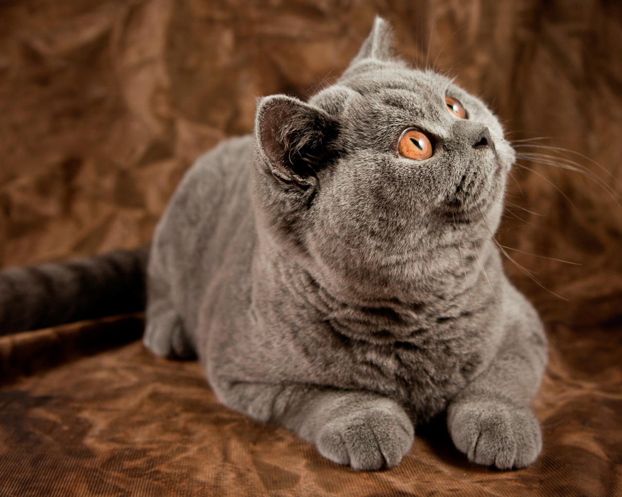 Британский кот засмотрелся