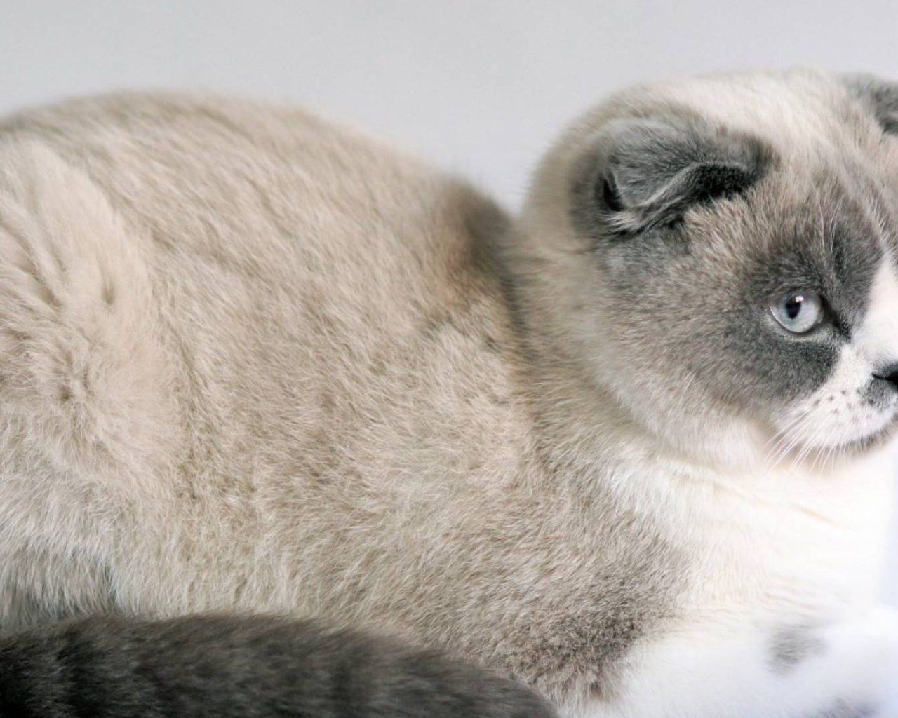 Спокойный шотландский вислоухий кот