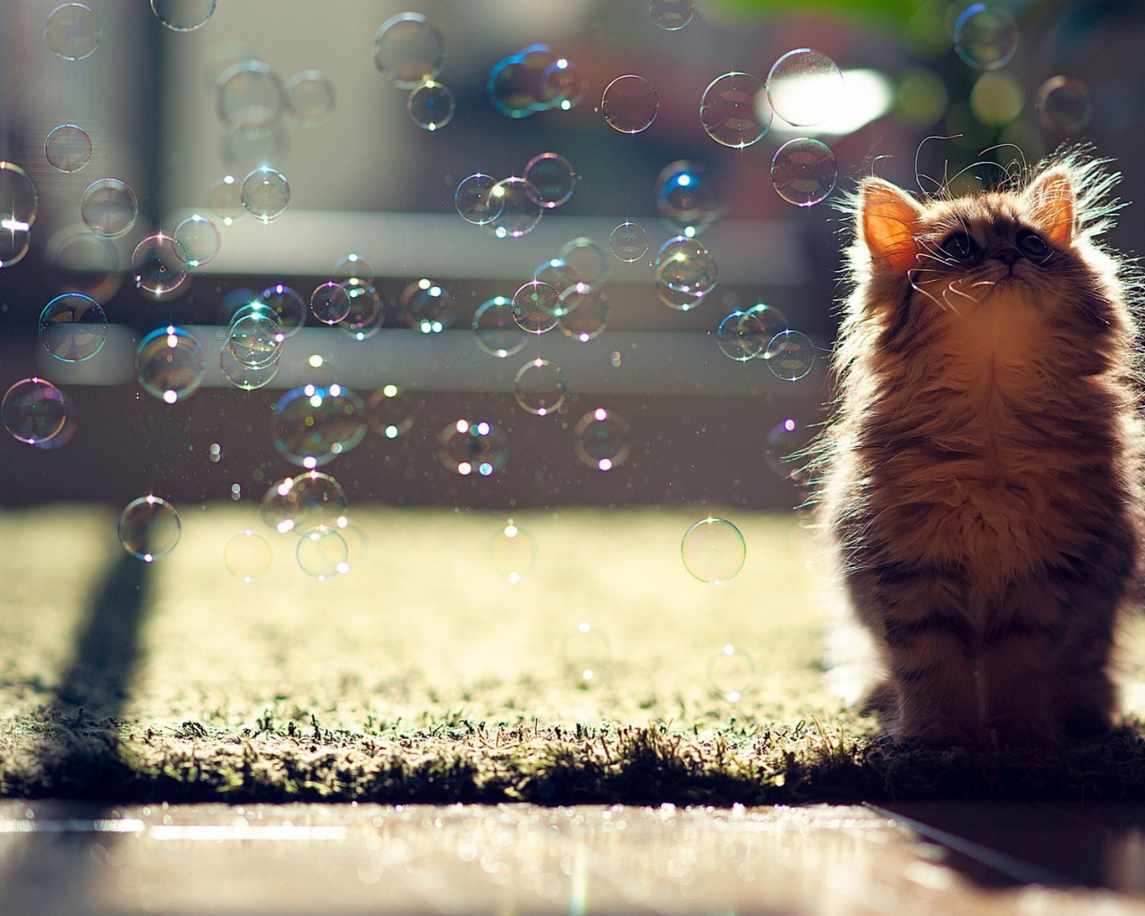 Кот и мыльные пузыри