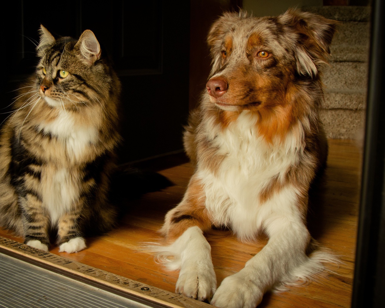 Кошка и собака друзья