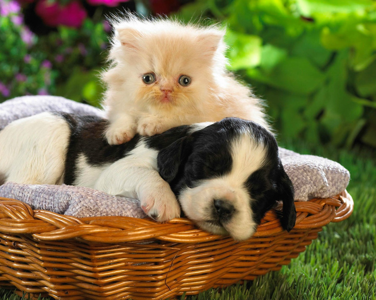 Кот и пёс в корзине