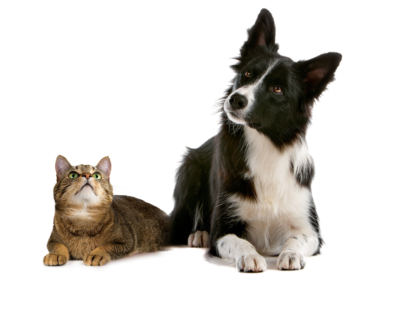 Кот и пёс на кого-то смотрят