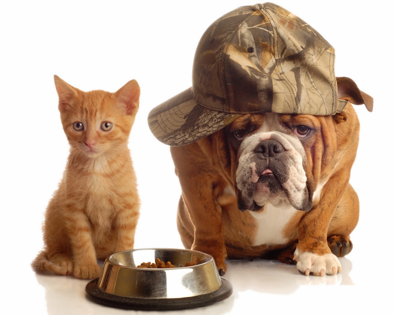 Кот и пёс делят еду