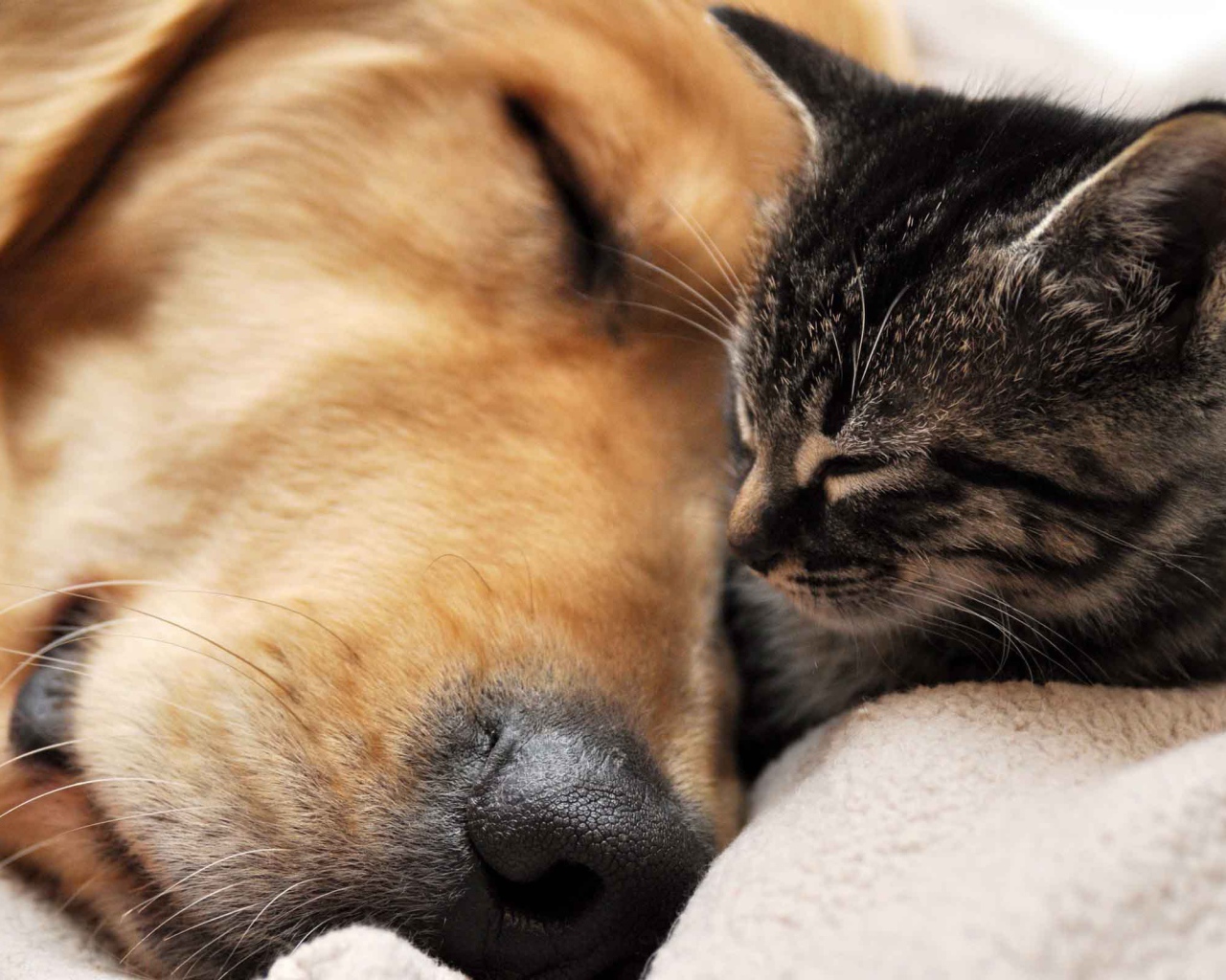 Кот и пёс спят