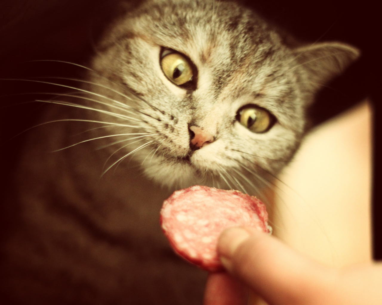 Кот и вкусная колбаса