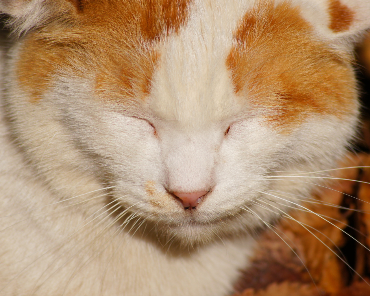 Рыжий кот жмурится