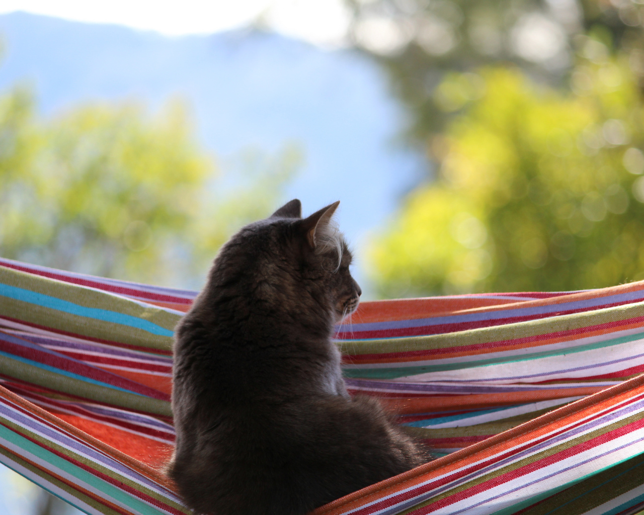 Кот мечтает в гамаке