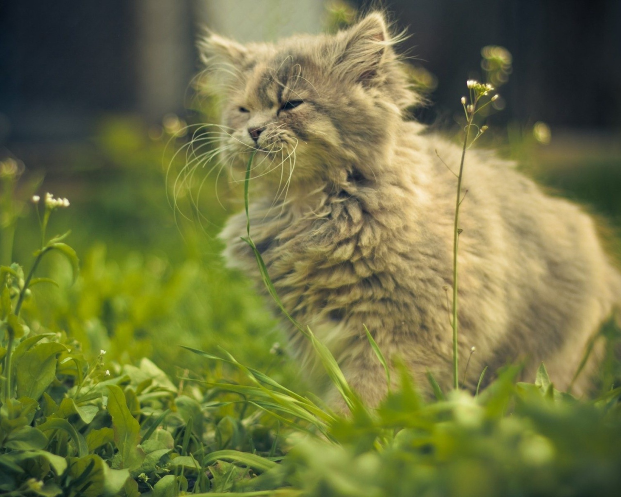 Кошка ест цветы