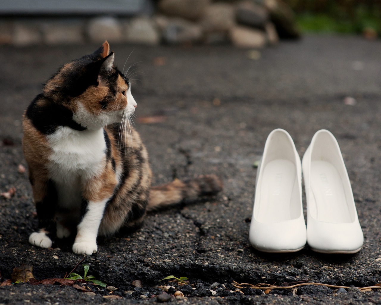 Кот охраняет туфли