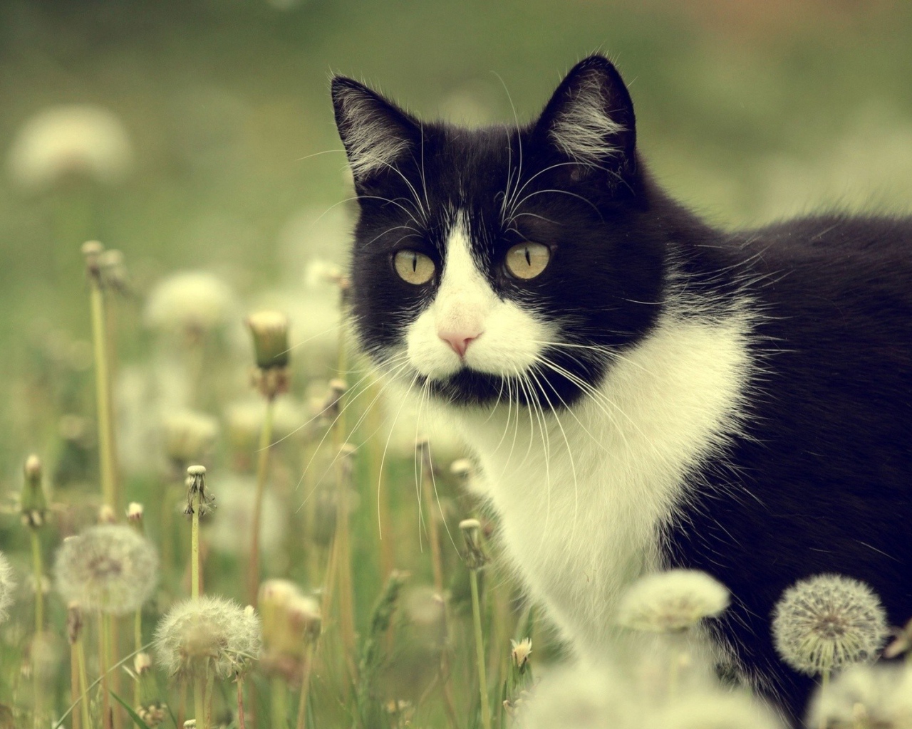 Кот в одуванчиках